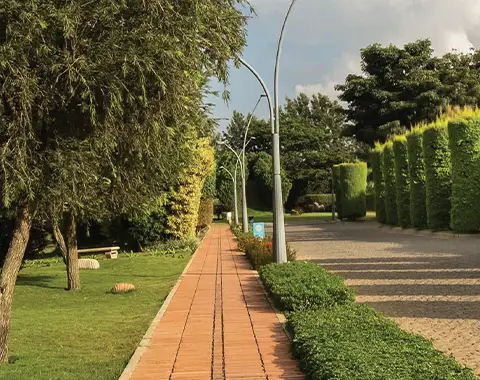 Tangled Up In Green Payment Plan